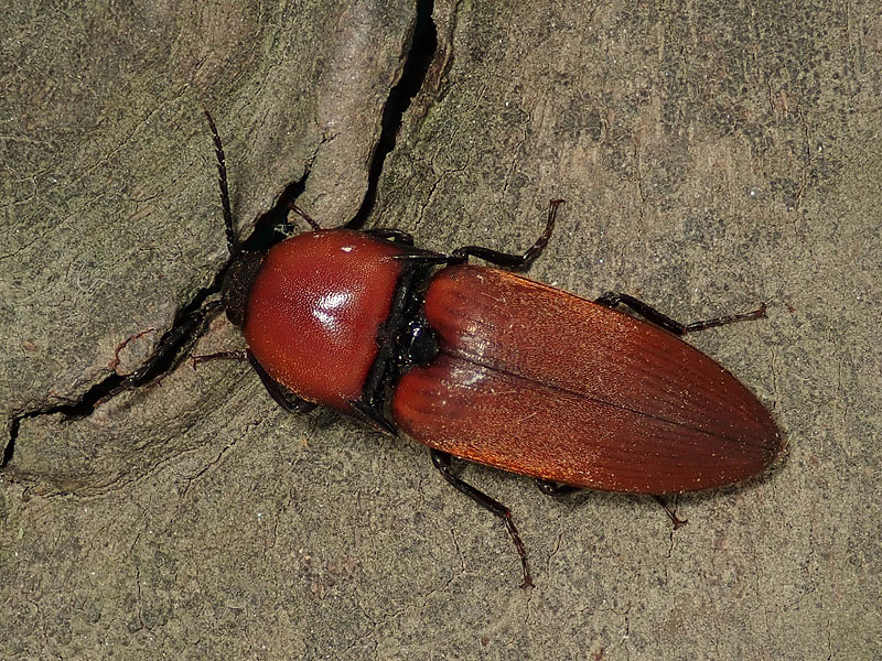 Elateridae: Elater ferrugineus? S.